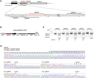 Precise Excision of the CAG Tract from the Huntingtin Gene by Cas9 Nickases